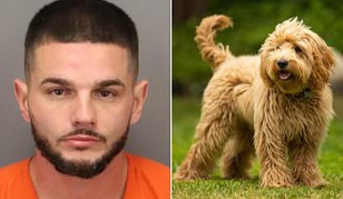 Florida man, 36, is arrested after having sex with goldendoodle in front of kids 1