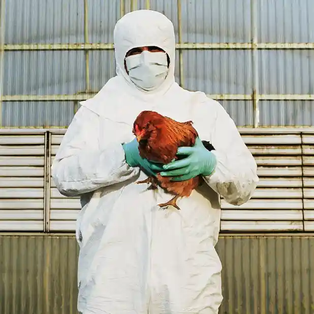 Strain Of Bird Flu, Which Killed An 11-year-old Girl Has Now Mutated To ...