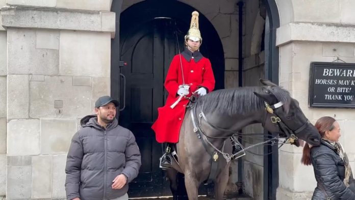 King Guard Horse Nips Ponytail Tourist Who Took No Heed To Warning Sign That Was Right Next To Her 