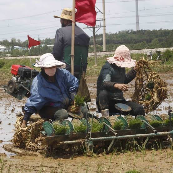 North Koreans Reveal Entire Families Are Starving To Death And Only An ...