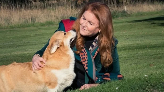 Sarah Ferguson Takes Queen's Corgis On Poignant Trip Down Memory Lane