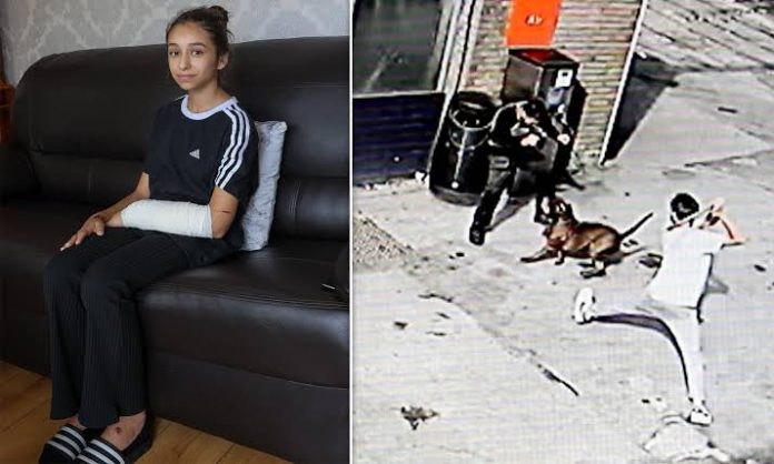 Man Arrested As XL Bully 'devil' Dog MAULED 11-year-old Schoolgirl And ...