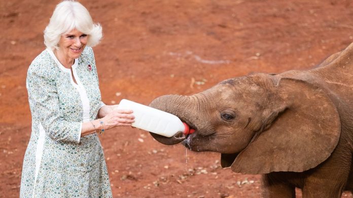 Queen Camilla Bottle-Feeds Orphaned Baby Elephants At Kenya Sanctuary