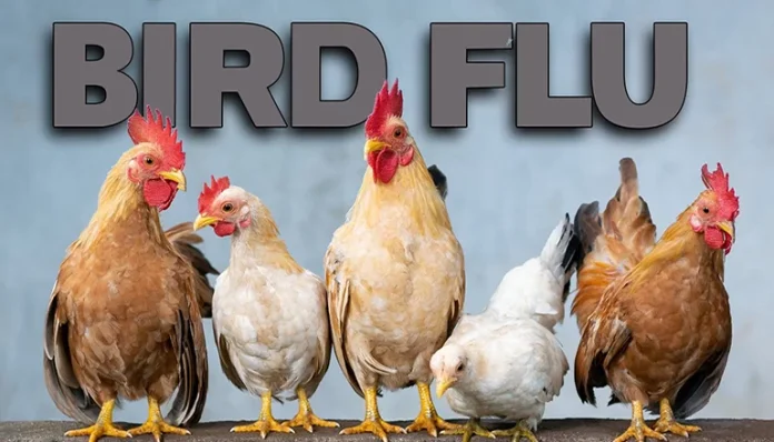 Strain Avian Flu That Affected A Texan Has Undergone Mutation, Making It More Transmissible, Says The CDC