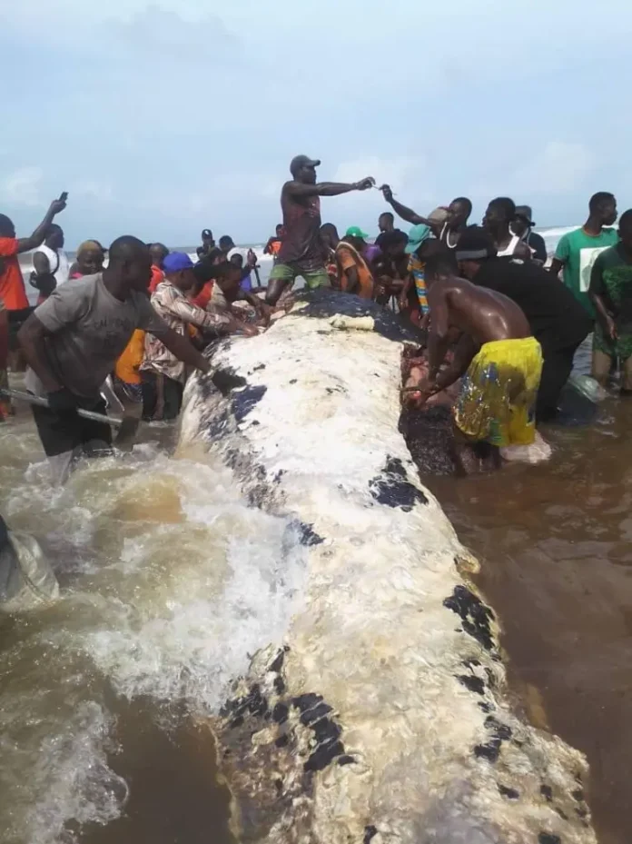 Residents Slaughter Enormous Whale In Bayelsa Community