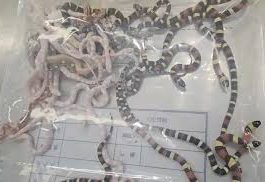 Man Caught By Customs With 104 Live Snakes Hidden In His Pants